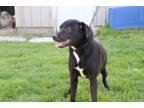 Adopt Wyatt a Pit Bull Terrier