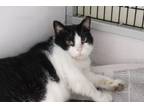 Adopt Gibbs a Domestic Short Hair
