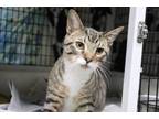 Adopt Dave a Domestic Short Hair