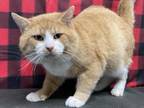 Adopt Tanjiro a Domestic Short Hair