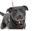 Adopt Banana a Terrier