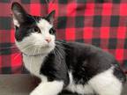 Adopt Oak a Domestic Short Hair