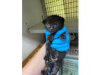 Adopt Chocolate a Domestic Short Hair