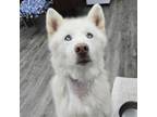 Adopt Ty a Husky