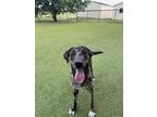 Adopt Tank a Mixed Breed