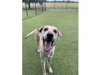 Adopt Scar a Mixed Breed