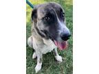 Adopt Kennedy (HW-) a Great Pyrenees, Mixed Breed