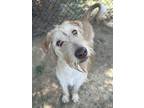 Adopt Creed* (HW-) a Standard Poodle, Mixed Breed