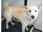 Adopt Leo a Shepherd, Mixed Breed