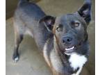 Adopt Levi a Siberian Husky, Mixed Breed