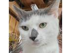 Adopt Hungry a Domestic Short Hair