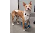 Adopt Tyler/Nugget Jenson a Jack Russell Terrier