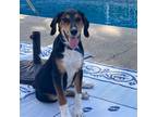 Adopt Copper a Beagle
