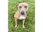 Adopt Terry a Pit Bull Terrier, Mixed Breed