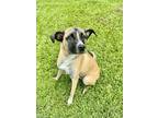 Adopt Buddy Ray a Shepherd, Mixed Breed