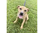 Adopt Enzo a Pit Bull Terrier, Mixed Breed