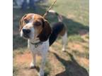Adopt Ford a Beagle