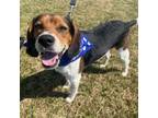 Adopt Drew a Beagle