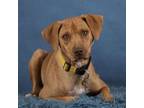 Adopt Remi a Vizsla, American Staffordshire Terrier