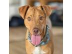 Adopt Red a Vizsla, American Staffordshire Terrier