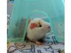 Adopt Neo a Guinea Pig