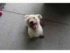 Adopt Snowball a Bichon Frise