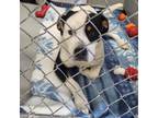Adopt 24-029/BUDDY a Pit Bull Terrier