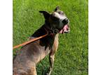 Adopt Deere a American Staffordshire Terrier