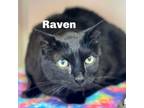 Adopt Raven 240517 a Domestic Short Hair