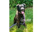 Adopt Cinnamon 30950 a Flat-Coated Retriever, Collie