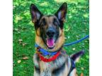 Adopt Maxwell a German Shepherd Dog