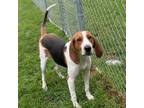 Adopt Beaux a Hound