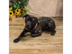 Adopt Carson Foster a Mastiff
