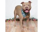 Adopt Elijah a Pit Bull Terrier, American Staffordshire Terrier