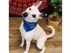 Adopt Caeleb Dressel a Akita