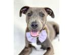Adopt Tucker a American Staffordshire Terrier, Mixed Breed
