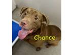 Adopt Chance a Labrador Retriever, Mixed Breed