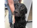 Adopt Bruce 24-0496 a Black Labrador Retriever