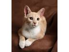 Adopt Charming a Domestic Short Hair, Tabby