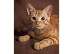 Adopt Caramel Creme a Domestic Short Hair, Tabby