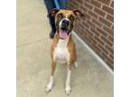 Adopt Willie a Boxer, Mixed Breed