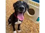 Adopt Lucky a Retriever, Mixed Breed