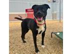 Adopt ACE a Terrier, Labrador Retriever