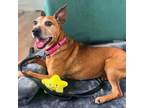 Adopt Elmer a Manchester Terrier, Mixed Breed