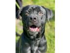 Adopt Sampson a Bull Terrier
