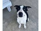 Adopt Zamboni a Mixed Breed