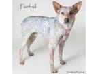 Adopt Fireball a Australian Cattle Dog / Blue Heeler, Mixed Breed