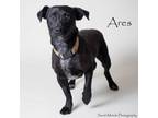 Adopt Ares a Mixed Breed
