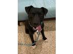 Adopt Aries a Pit Bull Terrier
