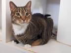 Adopt Lucky a Domestic Short Hair